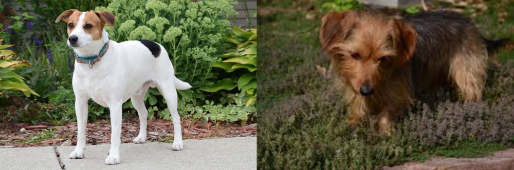 Dorkie vs Danish Swedish Farmdog - Breed Comparison