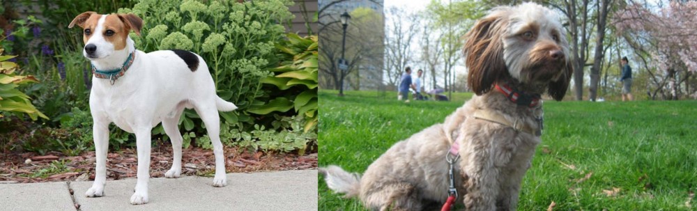 Doxiepoo vs Danish Swedish Farmdog - Breed Comparison