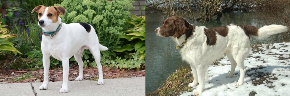 Drentse Patrijshond vs Danish Swedish Farmdog - Breed Comparison