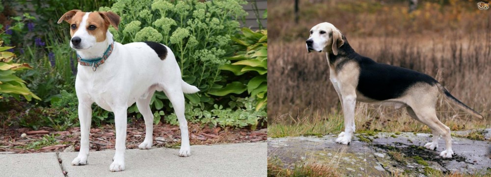 Dunker vs Danish Swedish Farmdog - Breed Comparison