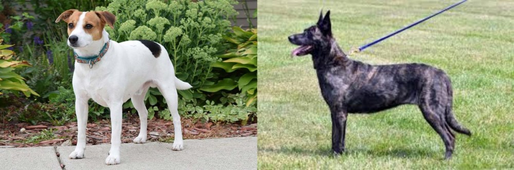 Dutch Shepherd vs Danish Swedish Farmdog - Breed Comparison