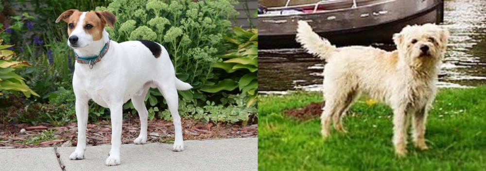 Dutch Smoushond vs Danish Swedish Farmdog - Breed Comparison