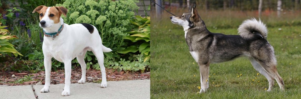 East Siberian Laika vs Danish Swedish Farmdog - Breed Comparison