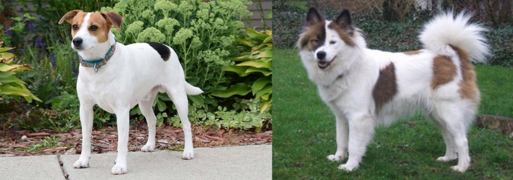 Elo vs Danish Swedish Farmdog - Breed Comparison