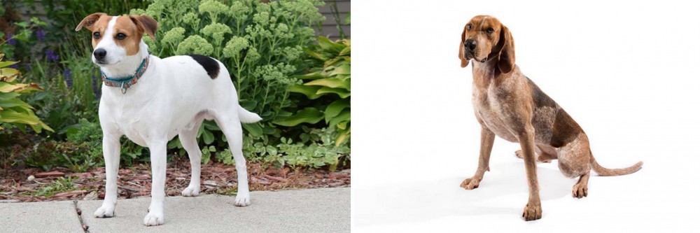 English Coonhound vs Danish Swedish Farmdog - Breed Comparison