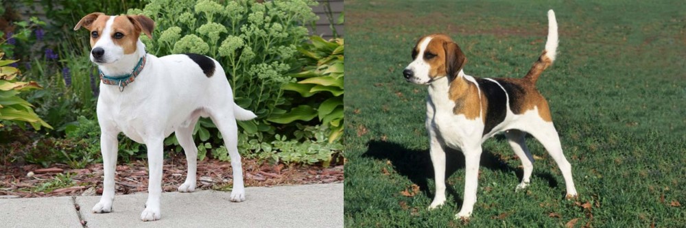 English Foxhound vs Danish Swedish Farmdog - Breed Comparison