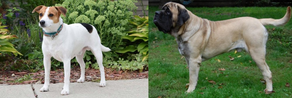 English Mastiff vs Danish Swedish Farmdog - Breed Comparison