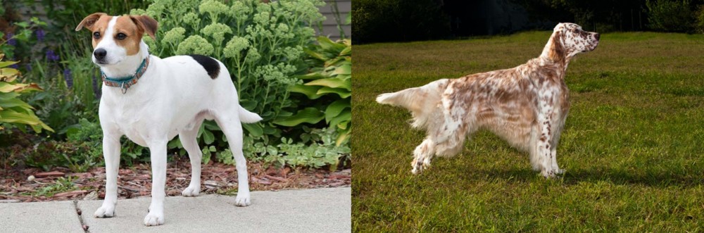 English Setter vs Danish Swedish Farmdog - Breed Comparison