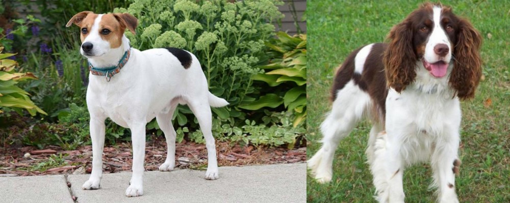 English Springer Spaniel vs Danish Swedish Farmdog - Breed Comparison