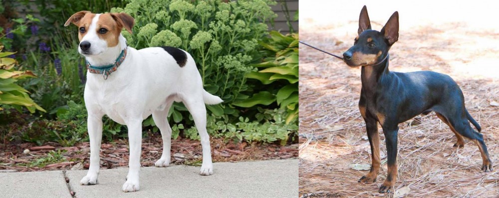 English Toy Terrier (Black & Tan) vs Danish Swedish Farmdog - Breed Comparison