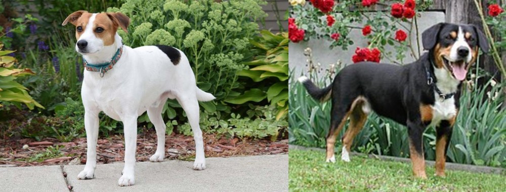 Entlebucher Mountain Dog vs Danish Swedish Farmdog - Breed Comparison