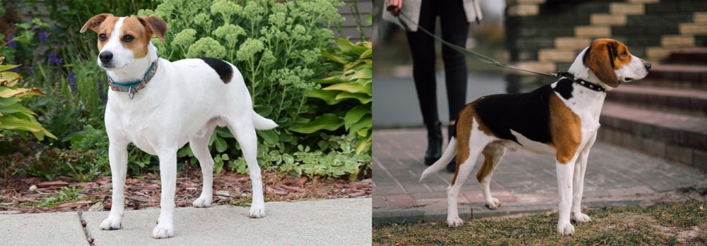 Estonian Hound vs Danish Swedish Farmdog - Breed Comparison