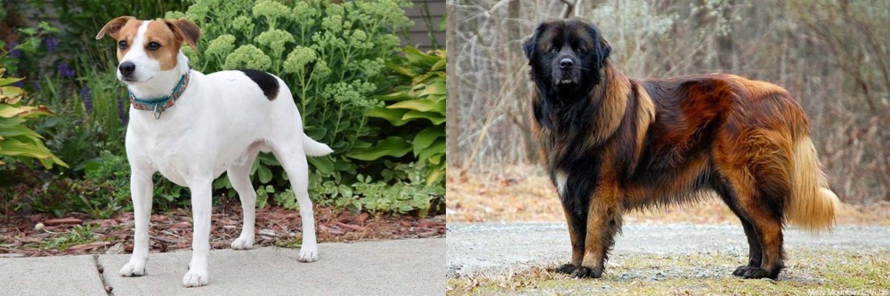 Estrela Mountain Dog vs Danish Swedish Farmdog - Breed Comparison