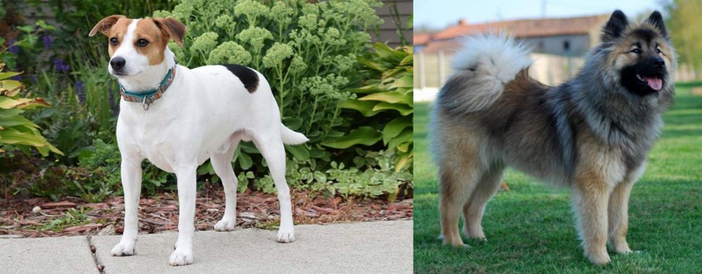 Eurasier vs Danish Swedish Farmdog - Breed Comparison