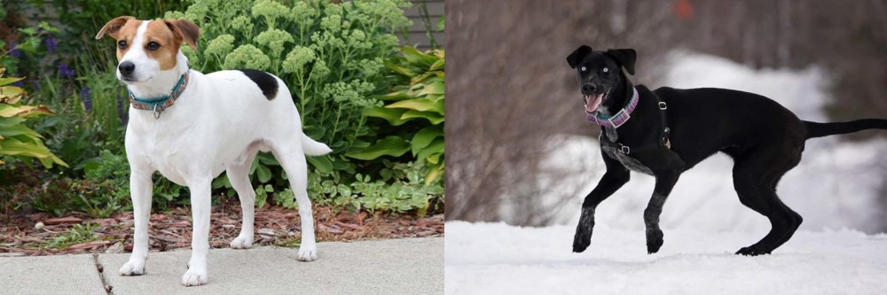 Eurohound vs Danish Swedish Farmdog - Breed Comparison
