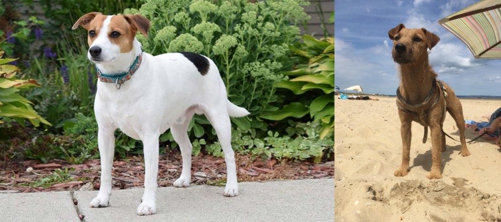 Fell Terrier vs Danish Swedish Farmdog - Breed Comparison