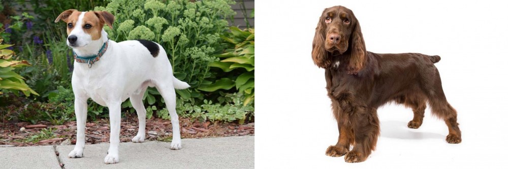 Field Spaniel vs Danish Swedish Farmdog - Breed Comparison