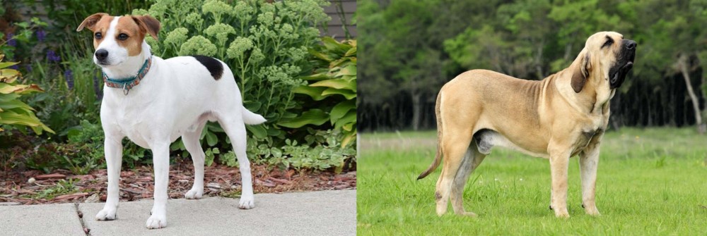 Fila Brasileiro vs Danish Swedish Farmdog - Breed Comparison