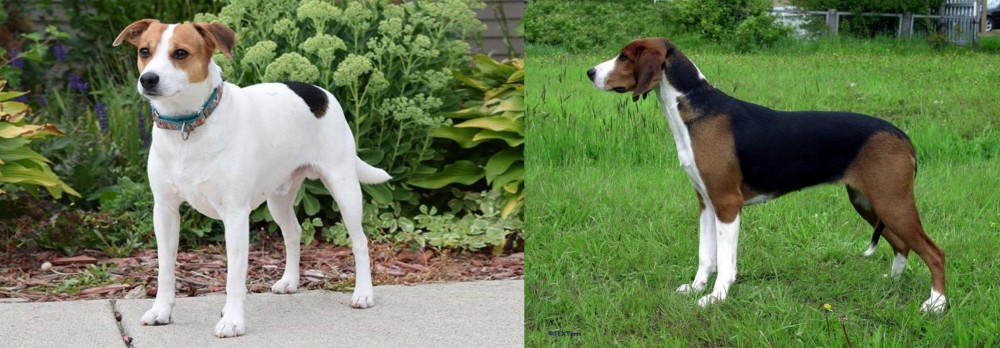 Finnish Hound vs Danish Swedish Farmdog - Breed Comparison