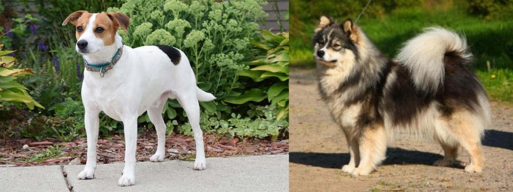 Finnish Lapphund vs Danish Swedish Farmdog - Breed Comparison