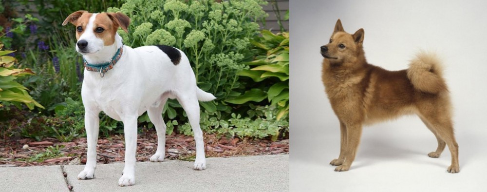 Finnish Spitz vs Danish Swedish Farmdog - Breed Comparison