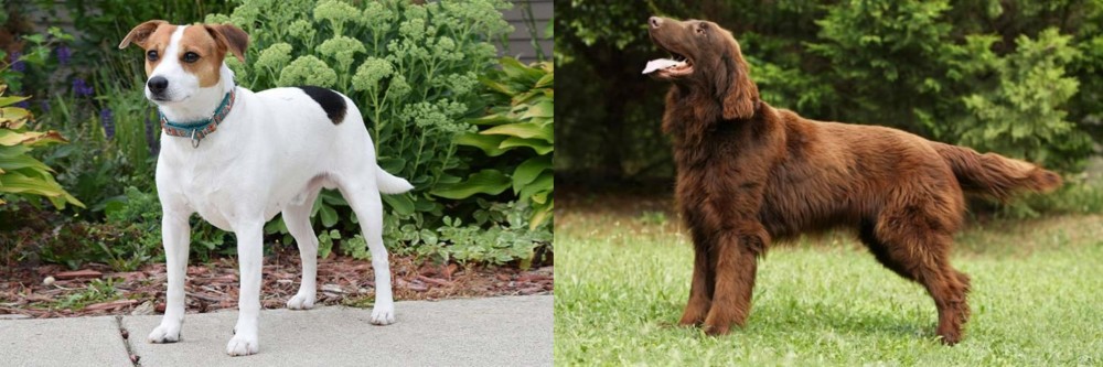 Flat-Coated Retriever vs Danish Swedish Farmdog - Breed Comparison