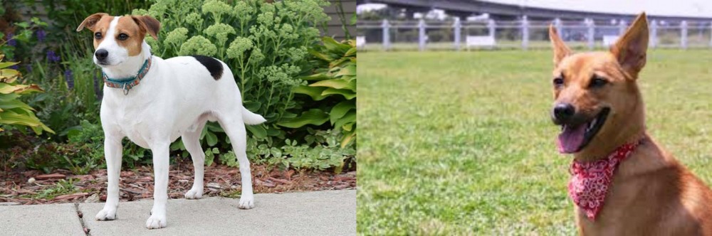 Formosan Mountain Dog vs Danish Swedish Farmdog - Breed Comparison