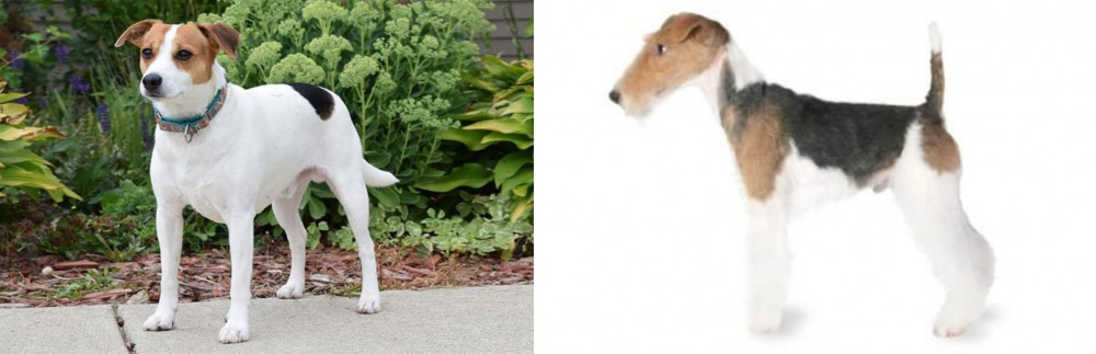Fox Terrier vs Danish Swedish Farmdog - Breed Comparison