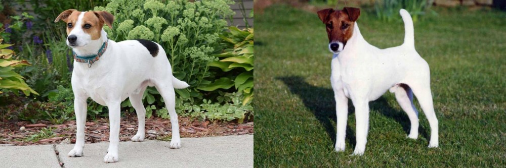 Fox Terrier (Smooth) vs Danish Swedish Farmdog - Breed Comparison