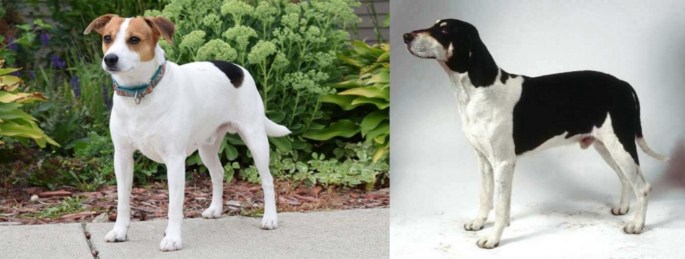 Francais Blanc et Noir vs Danish Swedish Farmdog - Breed Comparison