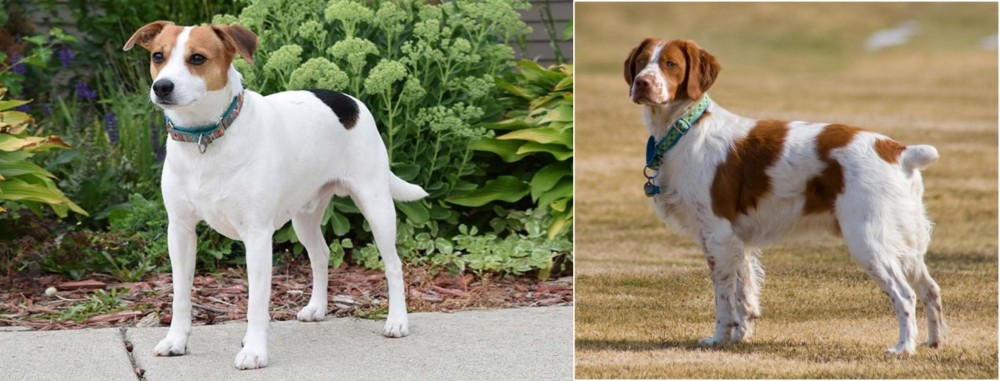 French Brittany vs Danish Swedish Farmdog - Breed Comparison