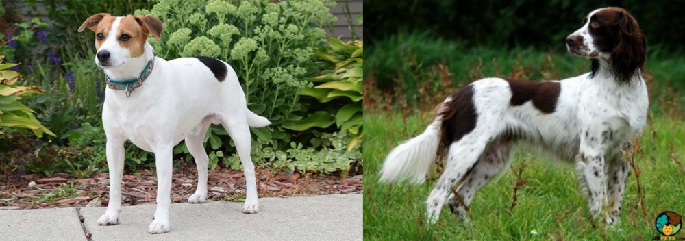 French Spaniel vs Danish Swedish Farmdog - Breed Comparison