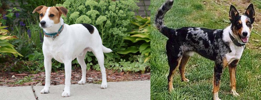 German Coolie vs Danish Swedish Farmdog - Breed Comparison