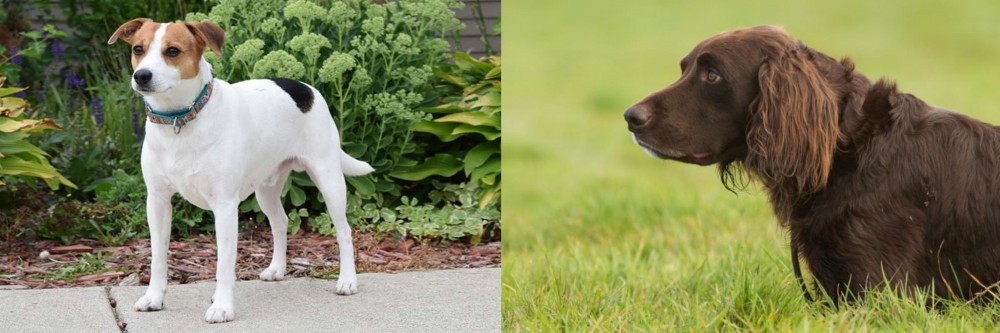German Longhaired Pointer vs Danish Swedish Farmdog - Breed Comparison