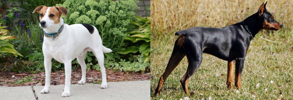 German Pinscher vs Danish Swedish Farmdog - Breed Comparison