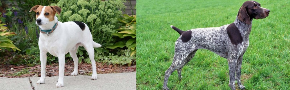 German Shorthaired Pointer vs Danish Swedish Farmdog - Breed Comparison