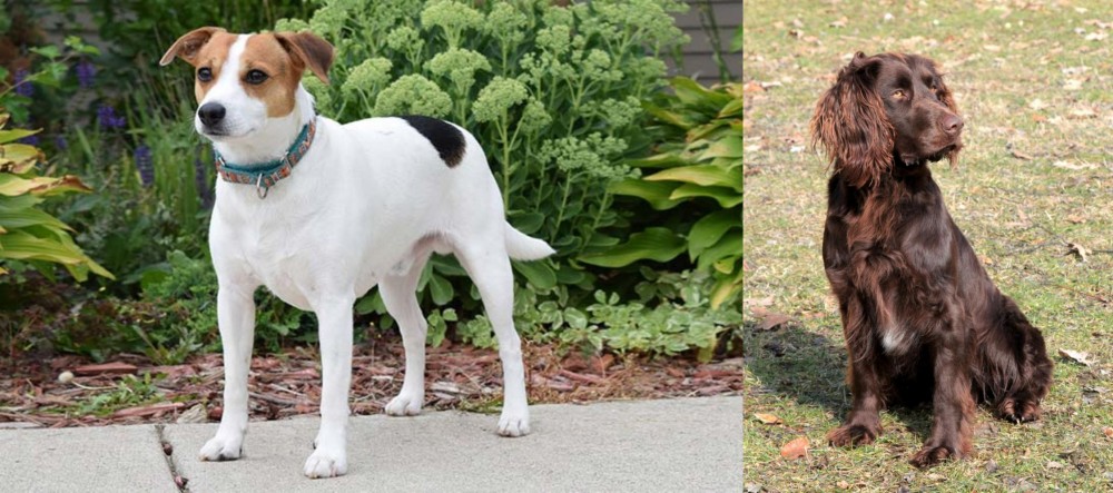German Spaniel vs Danish Swedish Farmdog - Breed Comparison