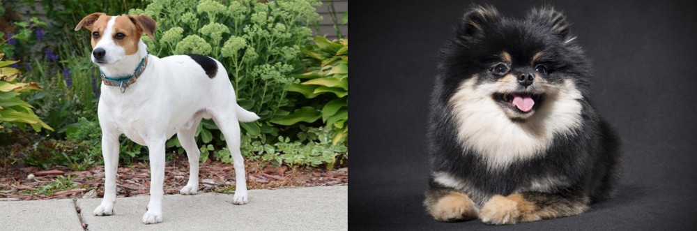 German Spitz (Klein) vs Danish Swedish Farmdog - Breed Comparison