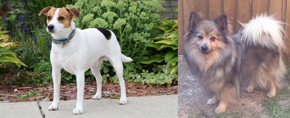 German Spitz (Mittel) vs Danish Swedish Farmdog - Breed Comparison