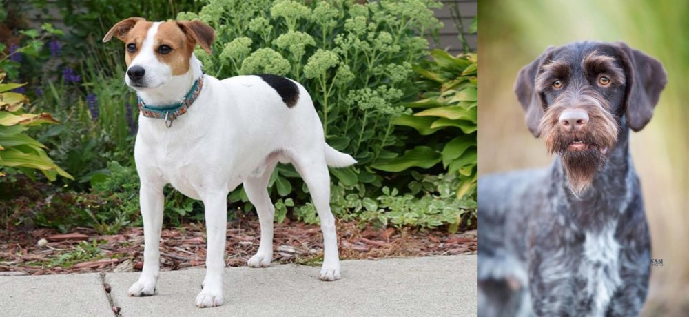 German Wirehaired Pointer vs Danish Swedish Farmdog - Breed Comparison