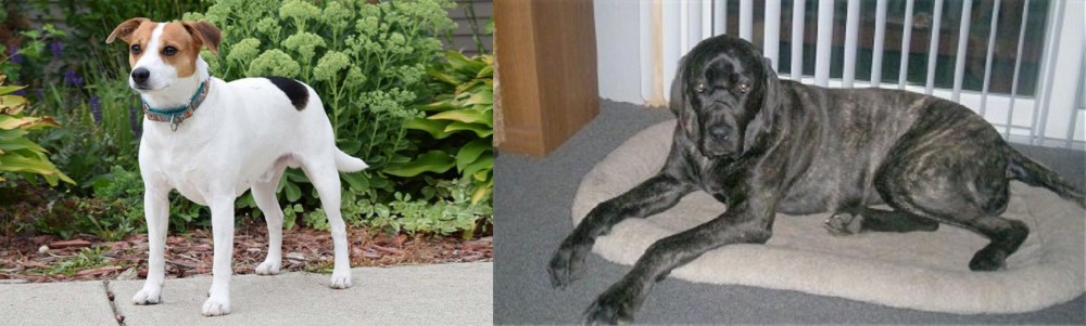 Giant Maso Mastiff vs Danish Swedish Farmdog - Breed Comparison