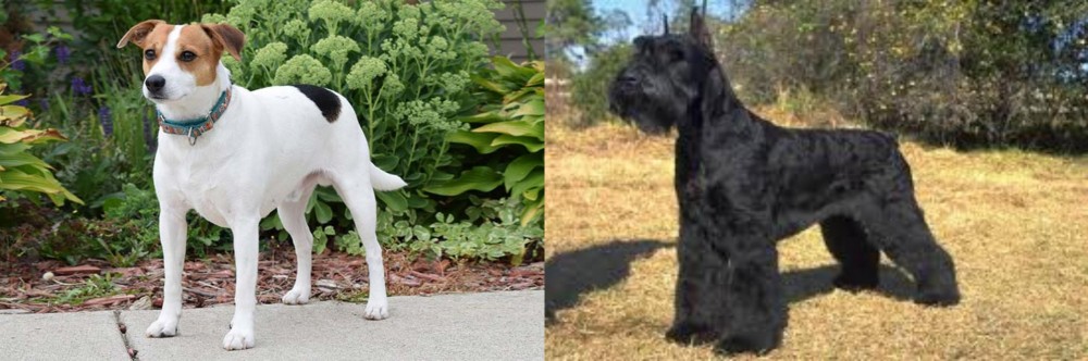 Giant Schnauzer vs Danish Swedish Farmdog - Breed Comparison