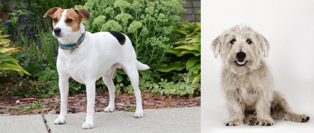 Glen of Imaal Terrier vs Danish Swedish Farmdog - Breed Comparison