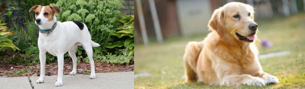 Goldador vs Danish Swedish Farmdog - Breed Comparison