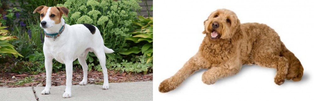 Golden Doodle vs Danish Swedish Farmdog - Breed Comparison