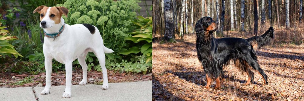 Gordon Setter vs Danish Swedish Farmdog - Breed Comparison