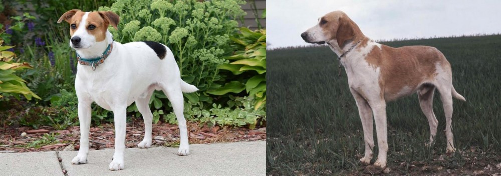Grand Anglo-Francais Blanc et Orange vs Danish Swedish Farmdog - Breed Comparison