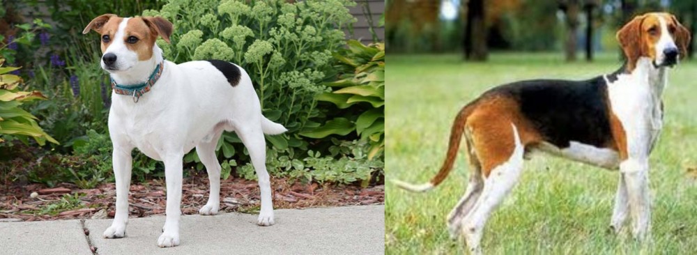 Grand Anglo-Francais Tricolore vs Danish Swedish Farmdog - Breed Comparison