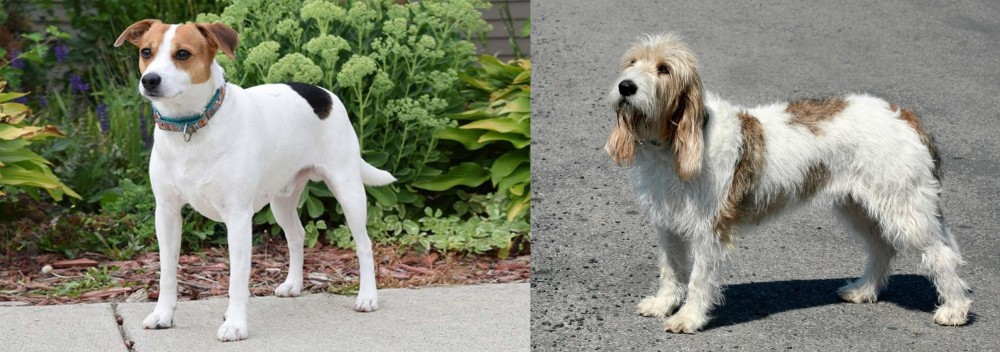 Grand Basset Griffon Vendeen vs Danish Swedish Farmdog - Breed Comparison