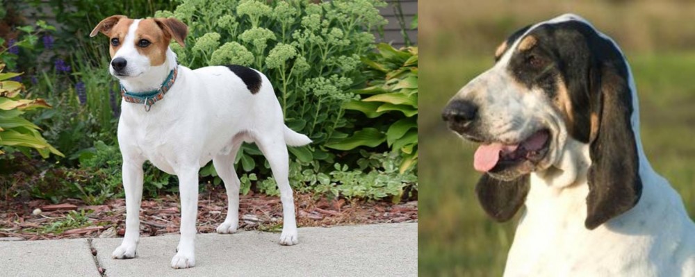 Grand Gascon Saintongeois vs Danish Swedish Farmdog - Breed Comparison